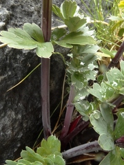 Anisotome pilifera