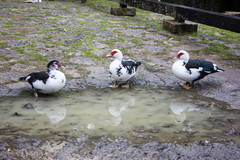 Cairina moschata domestica