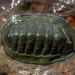 Blue Green Chiton - Photo (c) Frank Ashwood, some rights reserved (CC BY), uploaded by Frank Ashwood