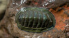 Blue Green Chiton - Photo (c) Frank Ashwood, some rights reserved (CC BY), uploaded by Frank Ashwood