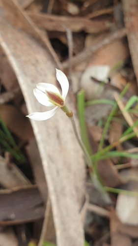 Image of Caladenia prolata by (c) Rosalie Lawrence, some rights reserved (CC BY)