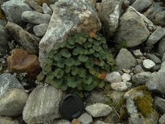 Azorella