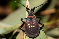 Pachylis pharaonis