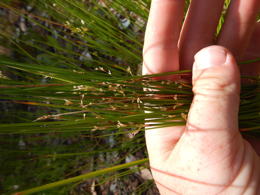 Normal Rushes rushes in October 2023 by Aaron Bean · iNaturalist