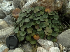 Azorella