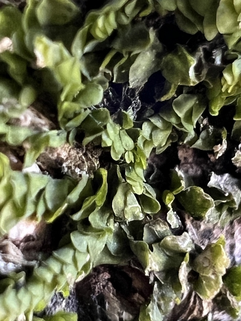 Didymoglossum from 臺灣島, 五結鄉, ILA, TW on October 1, 2023 at 0115 PM by