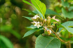 Clerodendrum fortunatum, photograph (c) Andrew Lai, some rights reserved (CC BY)