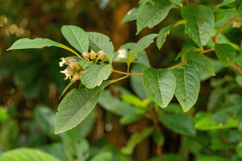Clerodendrum fortunatum, photograph 5