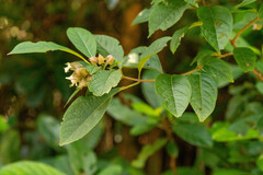 Clerodendrum fortunatum, photograph (c) Andrew Lai, some rights reserved (CC BY)