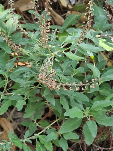 Image of Teucrium betonicum by (c) Vítor Jorge, some rights reserved (CC BY)