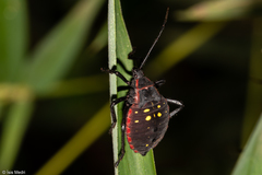 Pachylis pharaonis