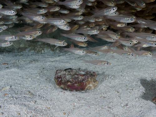 Arrow cardinalfish (Rhabdamia gracilis) — Apogonidae — 4