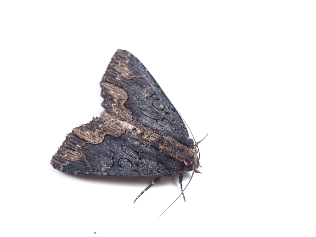 Dypterygia caliginosa