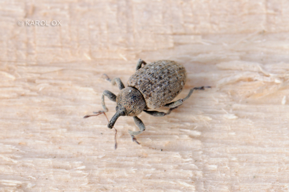 Hypera contaminata