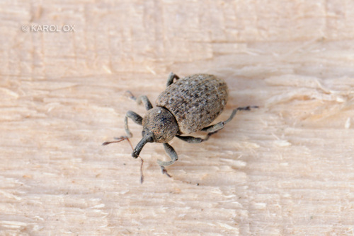 Hypera contaminata