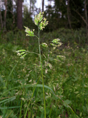 Poa supina