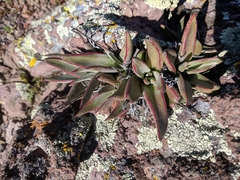Dudleya abramsii