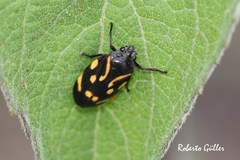 Isozulia christenseni