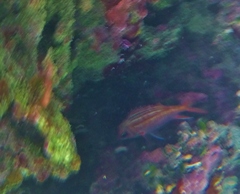Neoniphon vexillarium