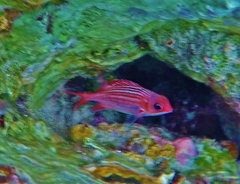 Neoniphon vexillarium