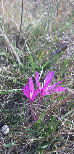 Image of Colchicum arenarium by (c) Leonardo Ancillotto, some rights reserved (CC BY)