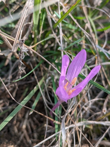 Image of Colchicum arenarium by (c) Denys Vynokurov, some rights reserved (CC BY)