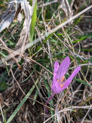 Image of Colchicum arenarium by (c) Denys Vynokurov, some rights reserved (CC BY)