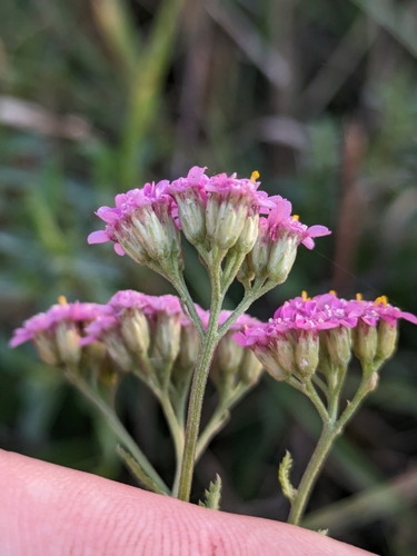 Achillea aspleniifolia (Achillea aspleniifolia)
