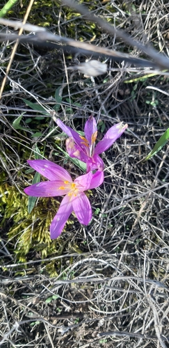 Sand Saffron (Colchicum arenarium)