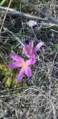 Colchicum arenarium