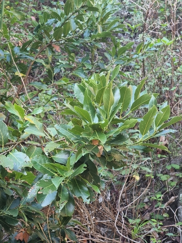 Laurus novocanariensis (Laurus novocanariensis)