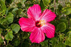 Hibiscus rosa-sinensis