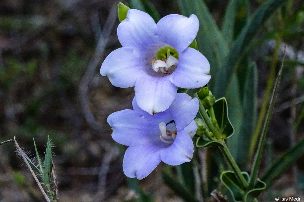Calolisianthus
