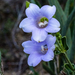 Calolisianthus - Photo (c) Ísis Meri Medri, some rights reserved (CC BY-NC), uploaded by Ísis Meri Medri