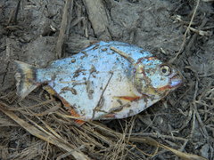 Serrasalmus maculatus