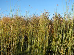 Eryngium articulatum