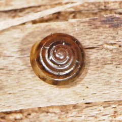 Euconulus