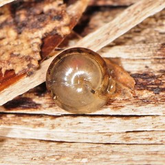 Euconulus