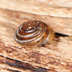 Euconulus