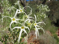 Anthocercis angustifolia