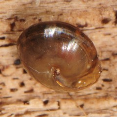 Euconulus