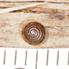 Euconulus