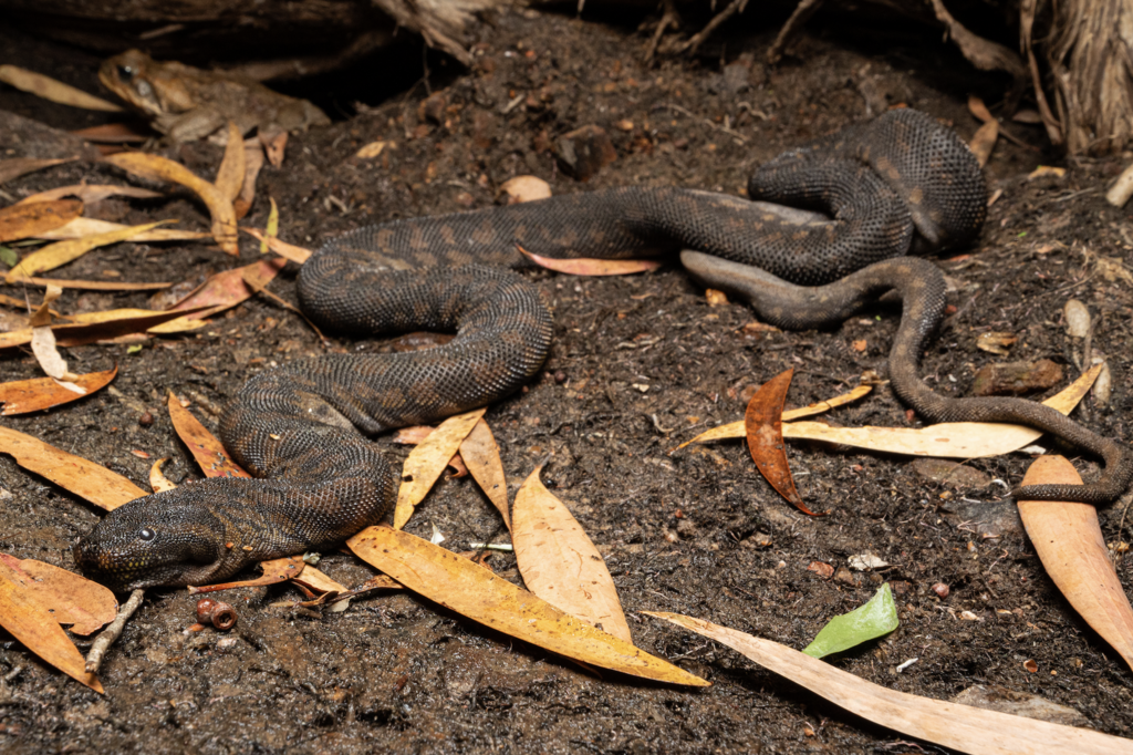 Arafura File Snake from Kakadu NT 0822, Australia on August 3, 2023 at ...