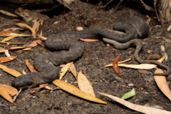 Arafura Filesnake photo 4