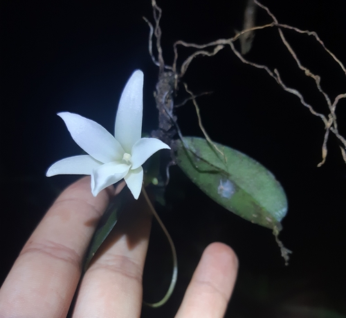 Aerangis fastuosa (Rchb.f.) Schltr. 3