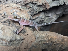 Mcdonald's Ring-Tailed Gecko photo 3