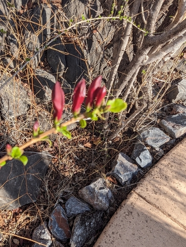 Graptophyllum excelsum, photograph 2