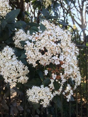 Viburnaceae