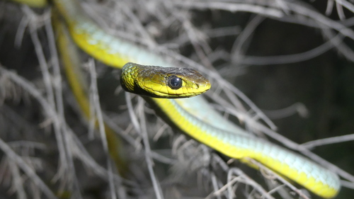Common Tree Snake sighting
