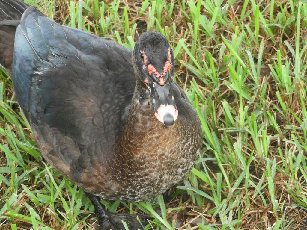 Domestic Muscovy Duck from Cisco Gardens, Jacksonville, FL, USA on